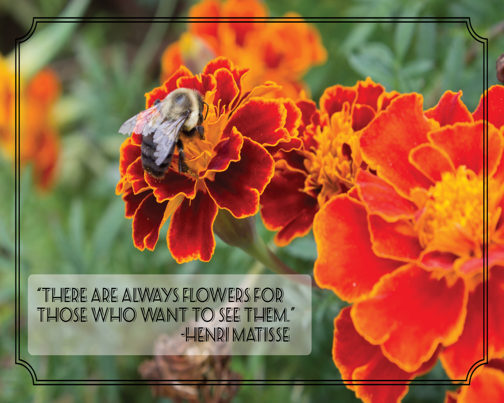 Bumblebee Photograph with Matisse Quote